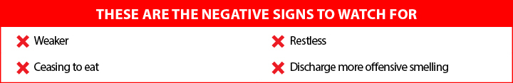 Negative signs to watch for after giving pyometra remedy to dogs
