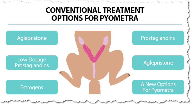 Conventional treatment options for pyometra