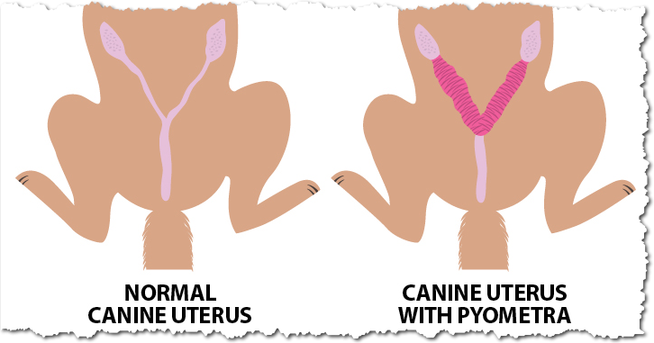 Normal canine uterus vs canine uterus with pyometra