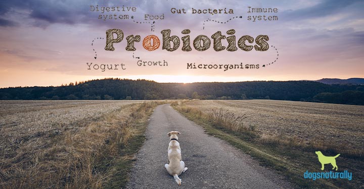 bacillus coagulans for dogs