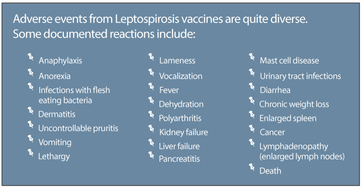 Documented reactions from Leptospirosis vaccines