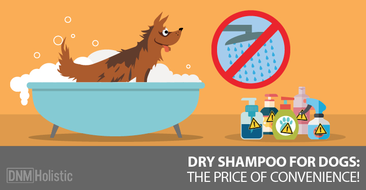 is regular shampoo bad for dogs