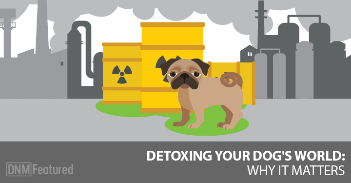 detox for dogs