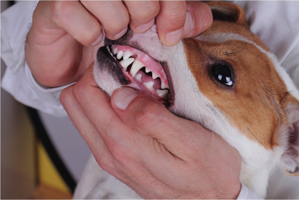 Dog with white teeth and healthy looking pink gums