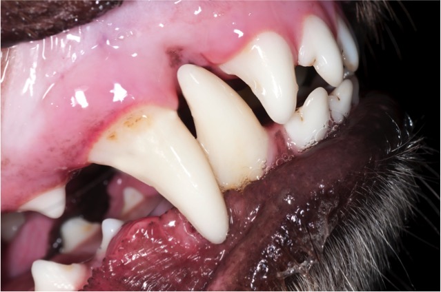 Dog's teeth with a bit of tartar and gum inflammation