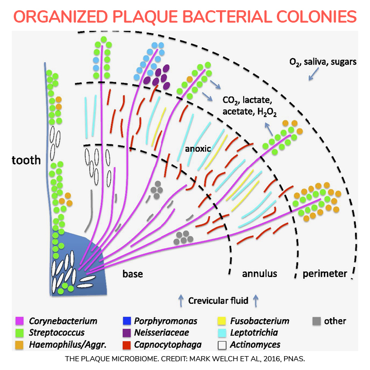 Organized plaque bacterial colonies