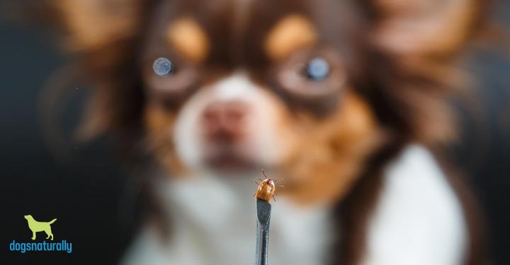How To Remove Ticks From Your Dog 