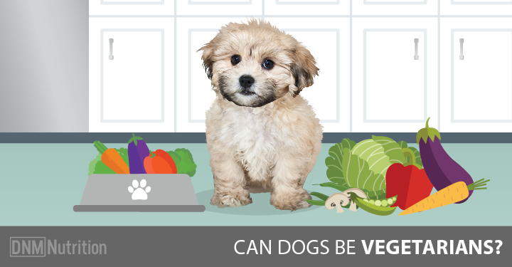 Can dogs be vegetarians