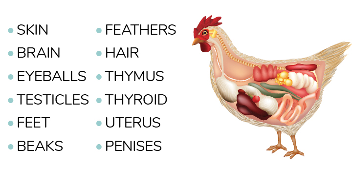Body parts of chicken