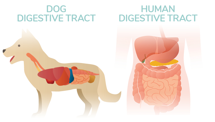 Dog digestive tract vs Human digestive tract