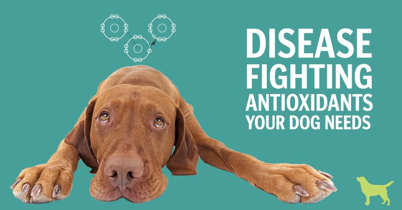 6 Disease-Fighting Antioxidants For Dogs