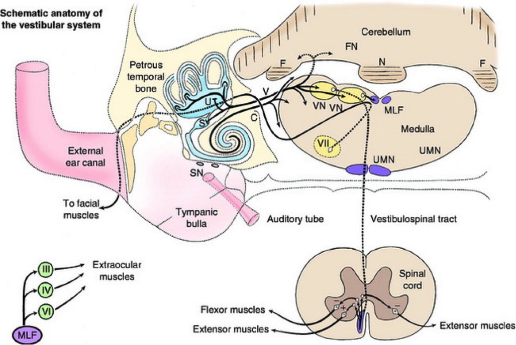 Schematic anatomy of the vestibular system in dogs