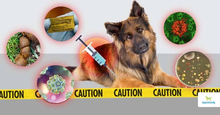 dog vaccine dangers