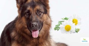 Transitioning Your Dog To Raw Food