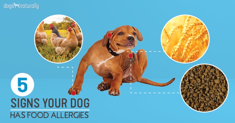 5 Signs Your Dog Has Food Allergies
