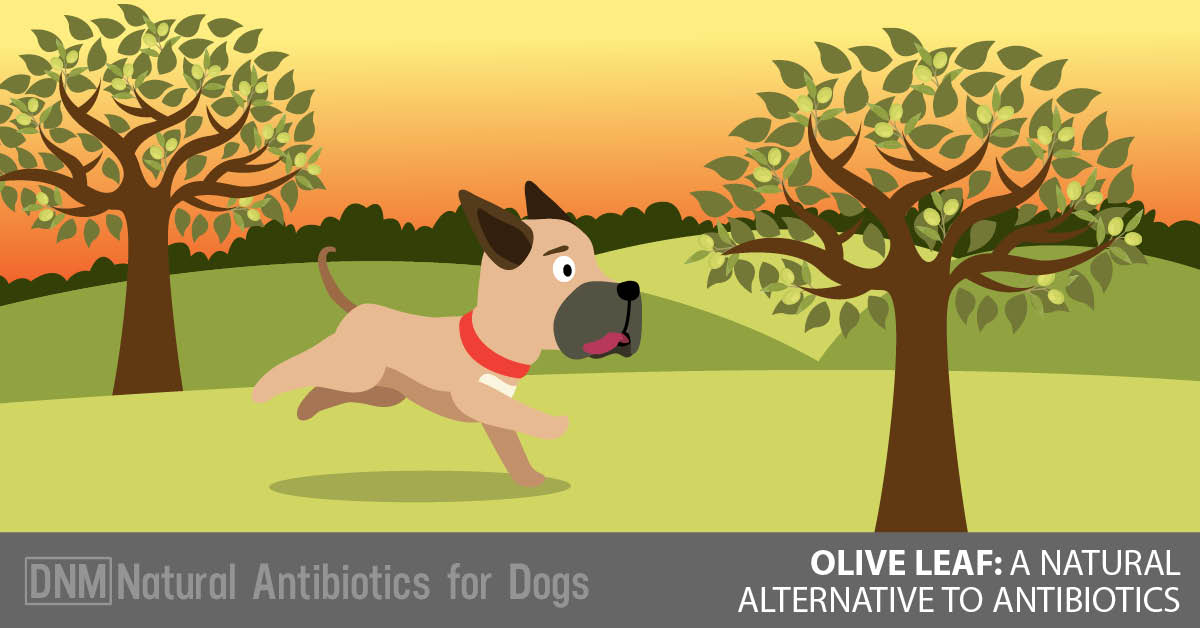 a natural antibiotic for dogs