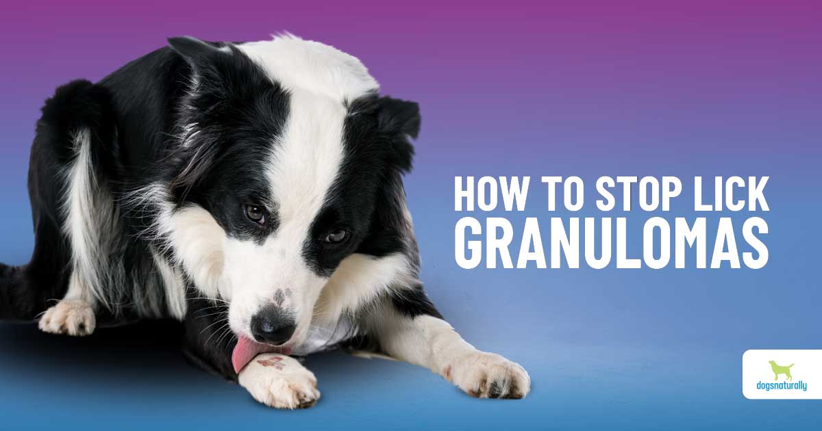 5 Steps To Heal Your Dog's Lick Granuloma - Dogs Naturally