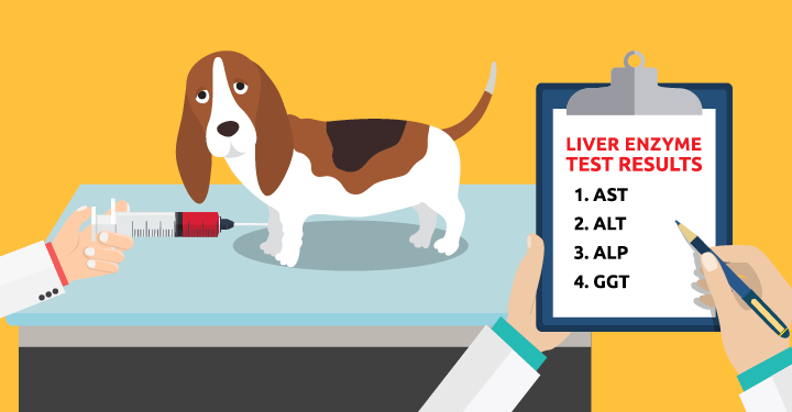 What That Liver Enzyme Test Is Telling You - Dogs Naturally
