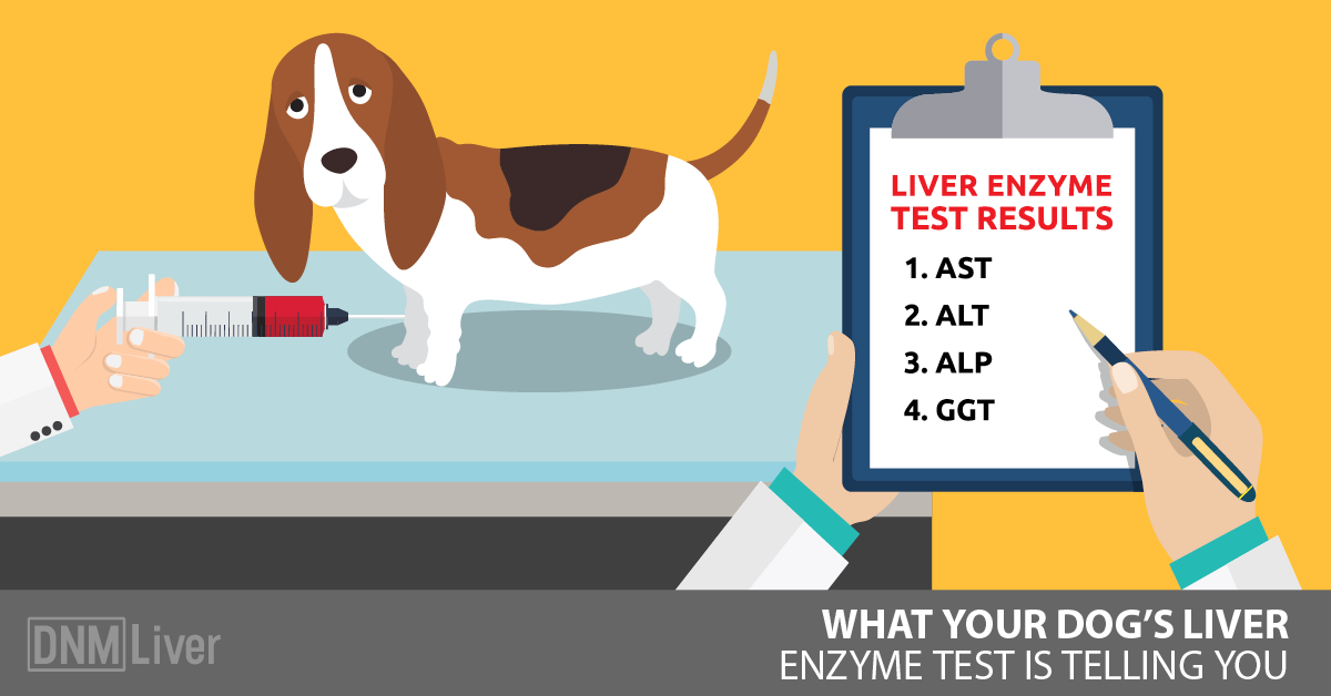 Dog Liver Enzymes Normal Range Chart