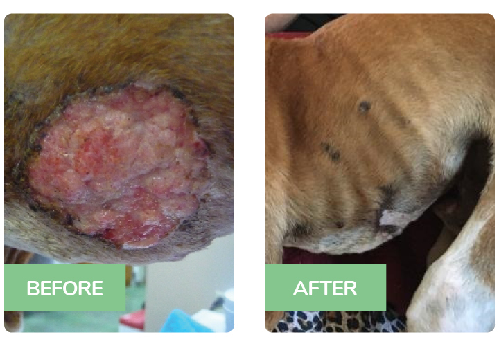 Dog Skin Cancer treatment progress