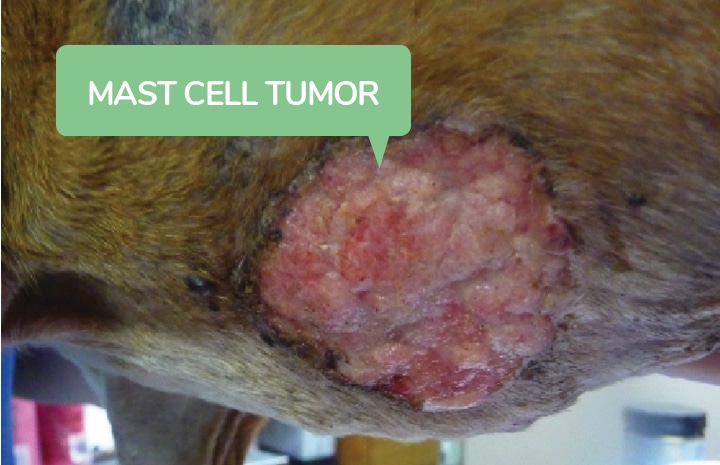 Dog with mast cell tumor Skin Cancer