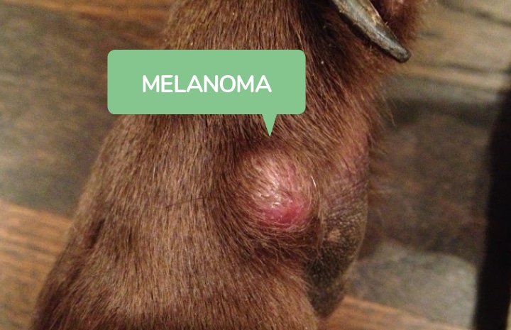 Dog with melanoma Skin Cancer