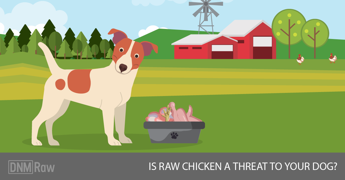 is chicken poop toxic to dogs