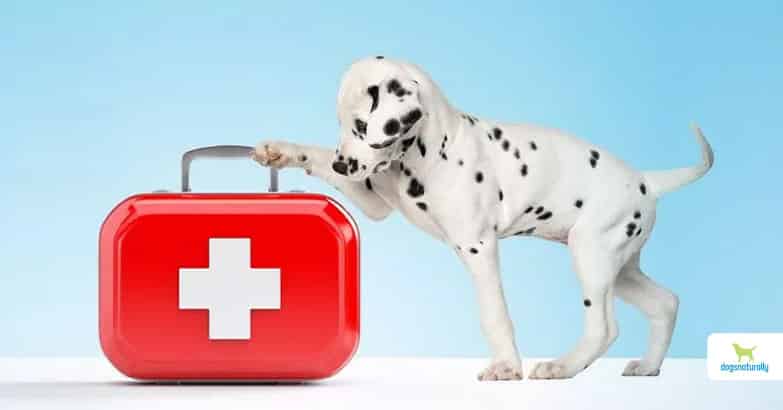 herbal first aid for dogs