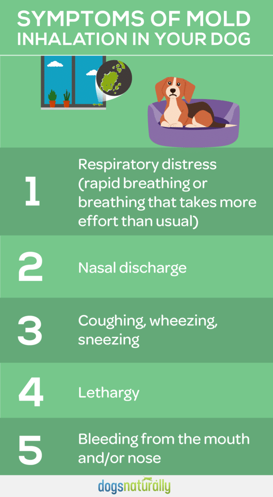 Symptoms of mols inhalation in dogs