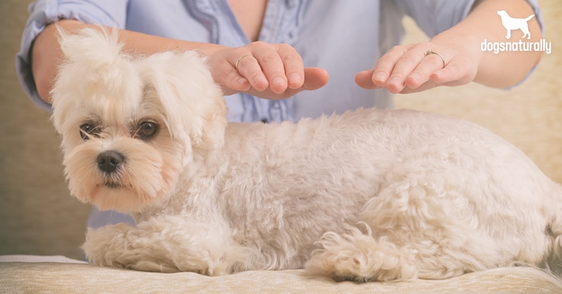 reiki healing for dogs