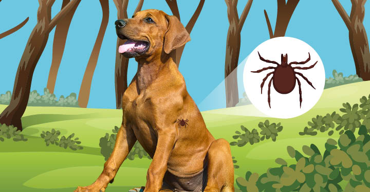 Treatment for Lyme disease in dogs