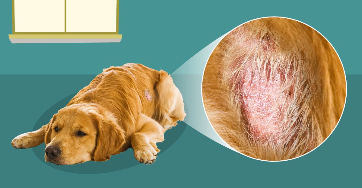 natural antibiotics for dogs skin infections