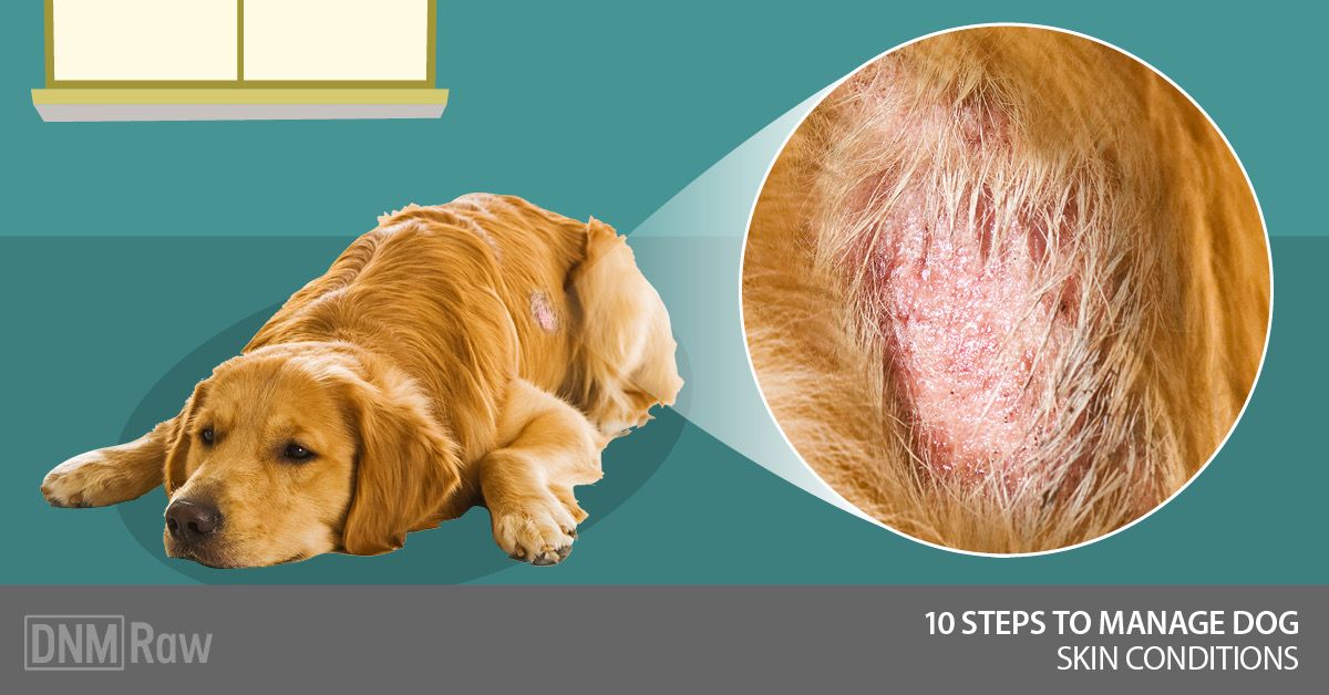 diy dog rash treatment