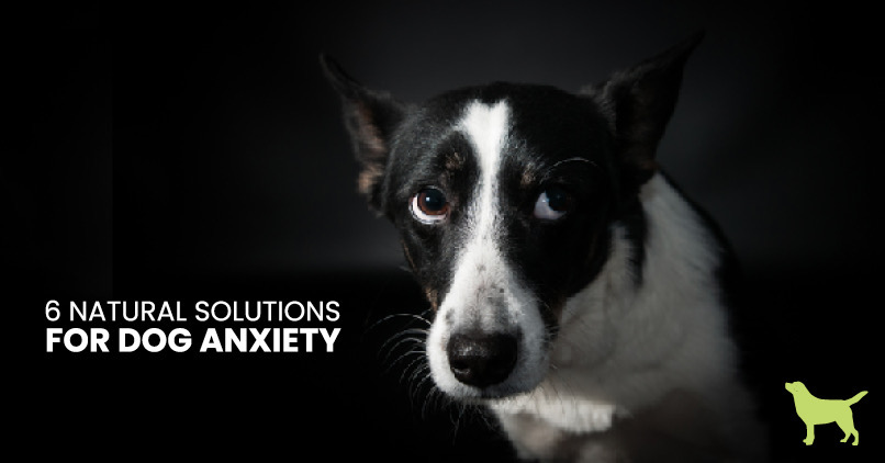 anxiety meds for dogs