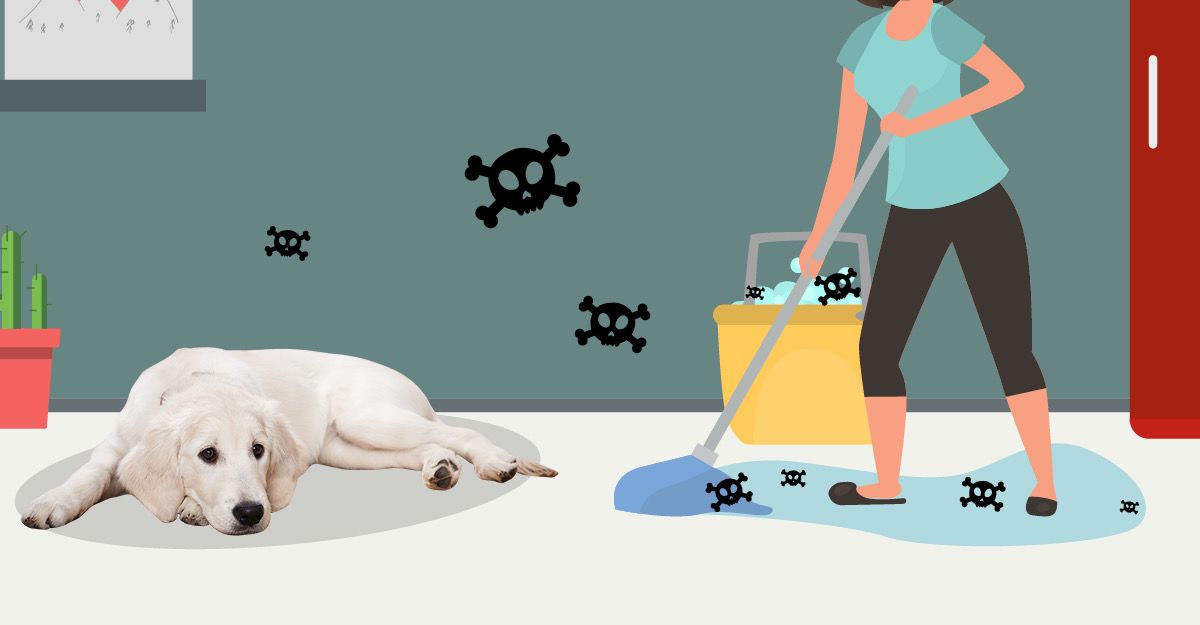 dog floor cleaner
