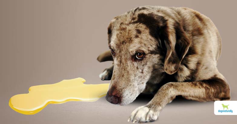 urinary incontinence in dogs)