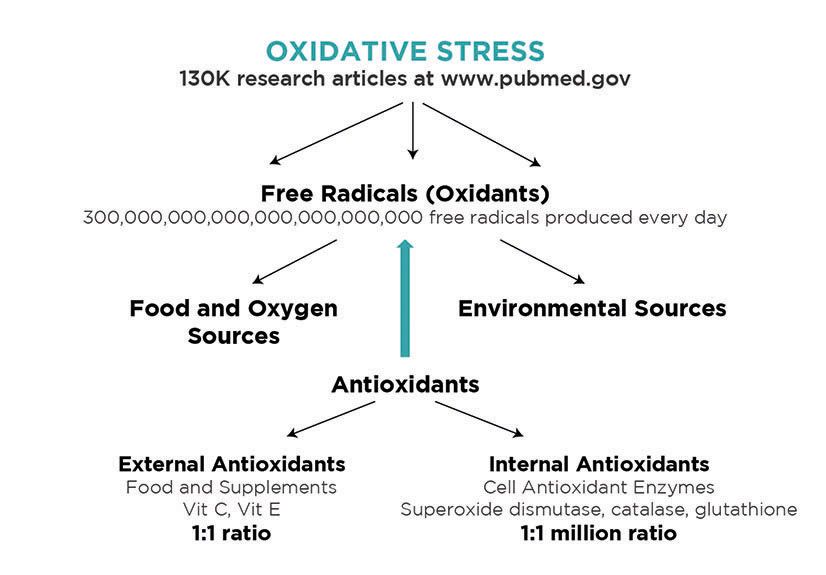 Process of oxidative stress in chronic inflammation in dogs