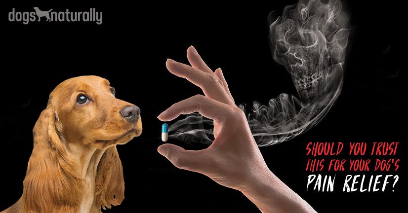 pain relief pills for dogs