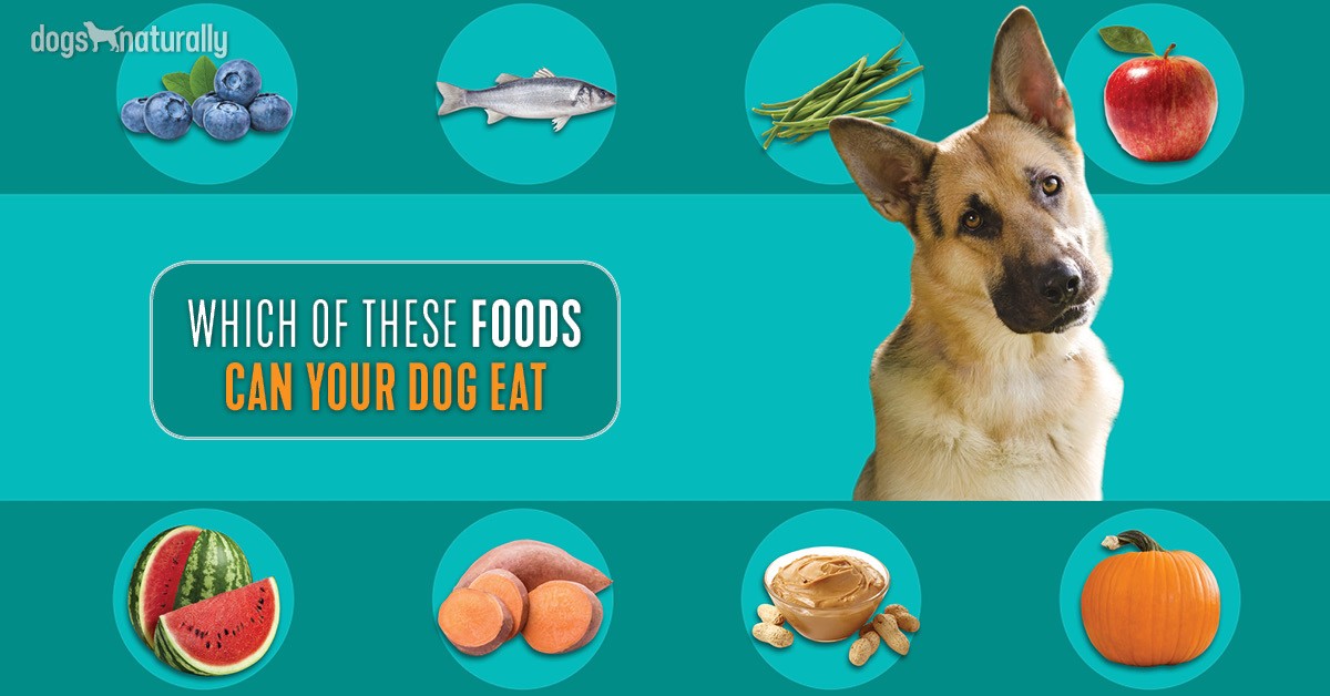 Foods That Dogs Can And Cannot Eat 