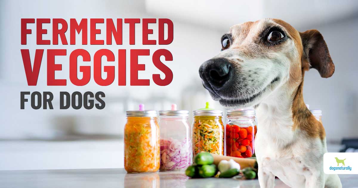 Can Dogs Eat Fermented Foods?