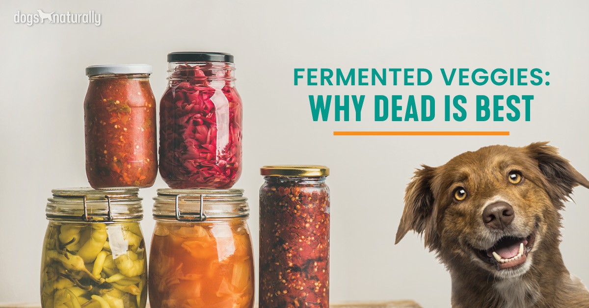 fermented dog food