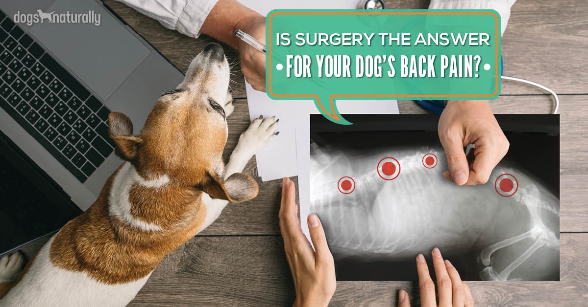 Managing IVDD And Back Pain In Dogs 
