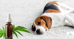 CBD oil for dogs with seizures