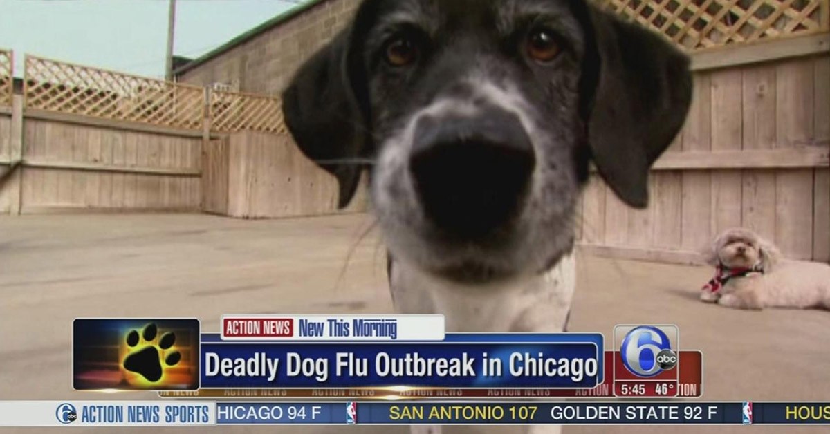 Screenshot of tv news showing a dog's face and the headline "Deadly Dog Flu Outbreak In Chicago"