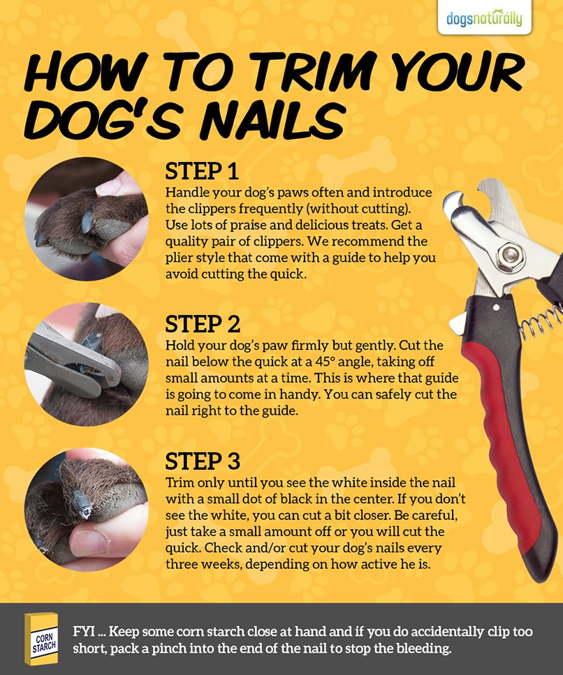 3 steps on how to trim dogs nails