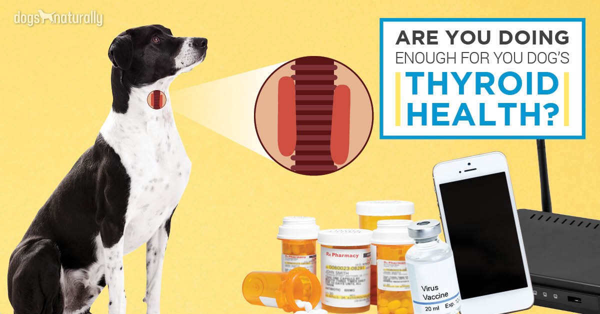 thyroid supplements for dogs