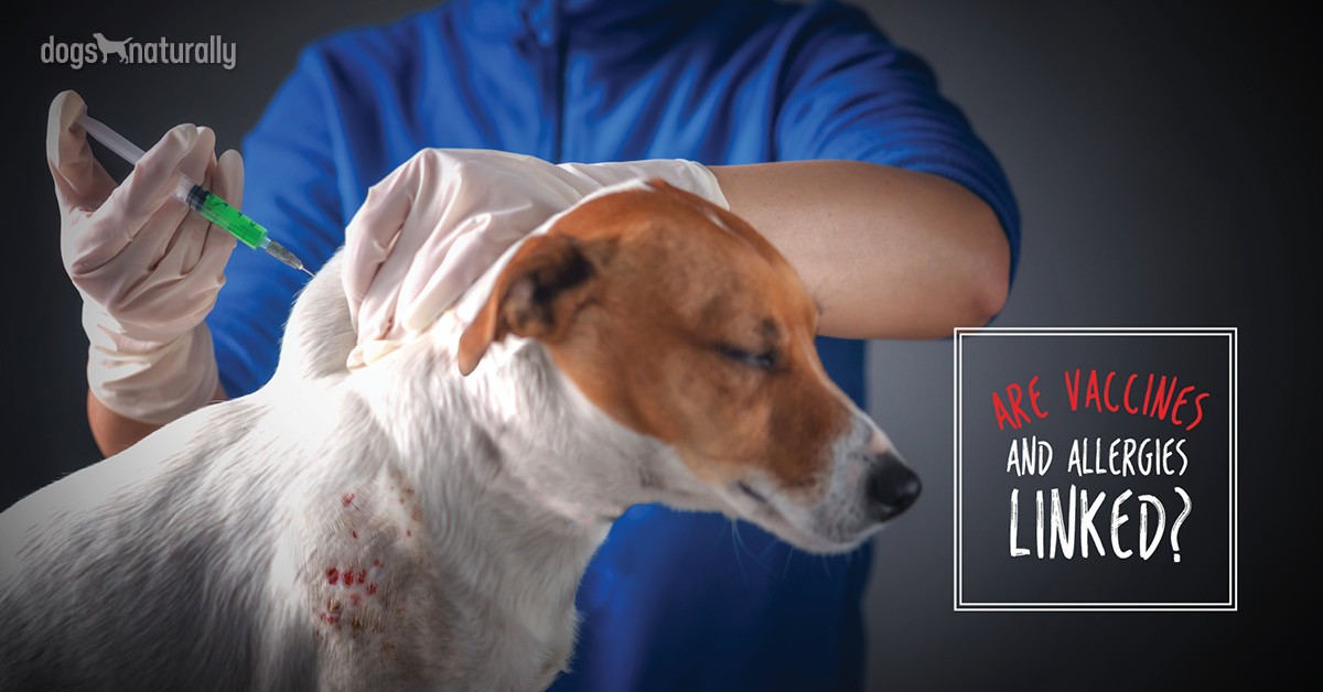 Vaccinations \u0026 Skin Disease | Dogs 
