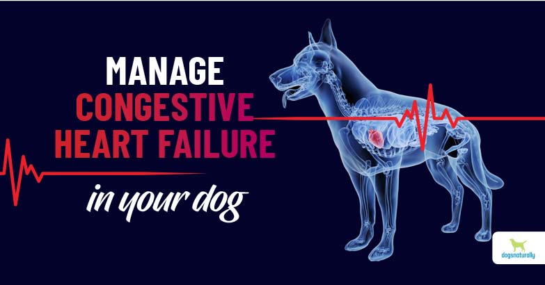 Holistic Options For Congestive Heart Failure In Dogs Dogs Naturally