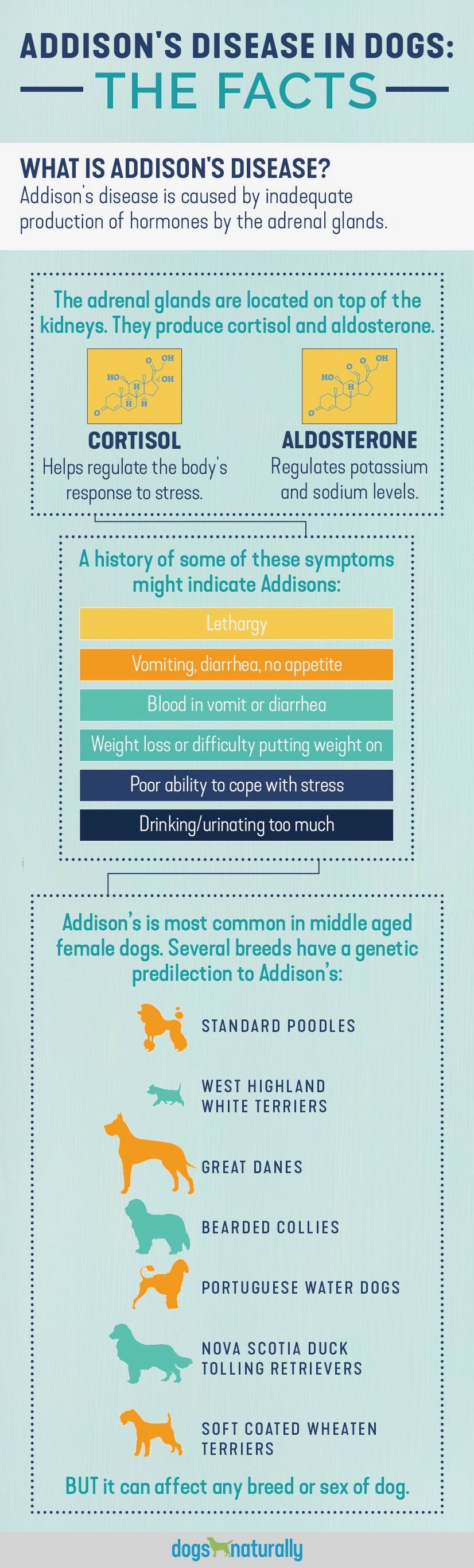 Facts of Addison's disease in dogs