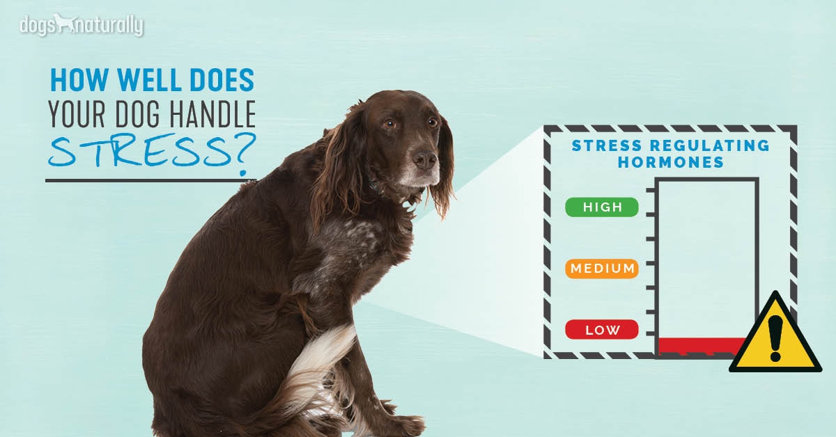 Addison's Disease In Dogs - Dogs Naturally
